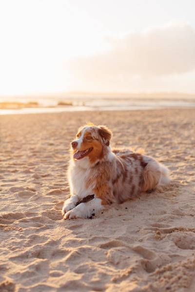 Hond op strand Callantsoog